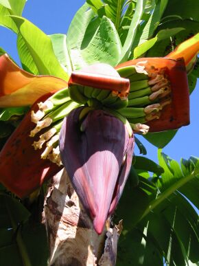 Banane